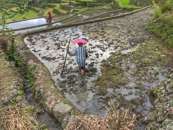 High angle view of crab on plants