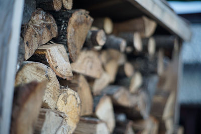 Close-up of logs in forest