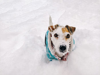 Top view of a jack russell terrier dog, with a snow-covered muzzle, walking outdoors in winter