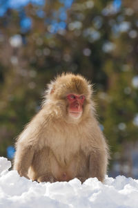 Snow monkey on the snow