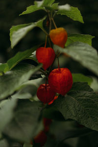 Close-up of red berries on plant