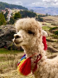 Close-up of a dog on field