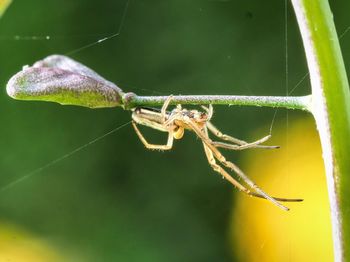 Close-up of spider on web