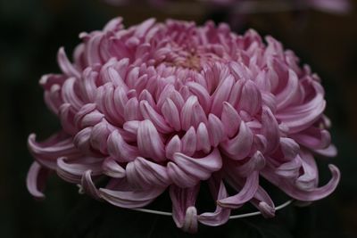 Close-up of pink dahlia