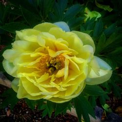 Close-up of yellow flower blooming outdoors