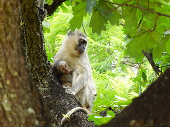 Monkey on tree in forest