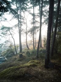 Trees in forest