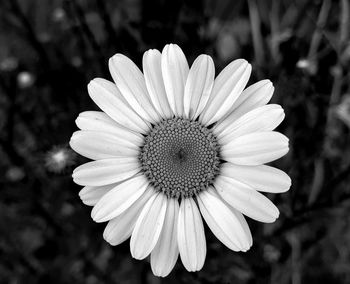 Close-up of white flower