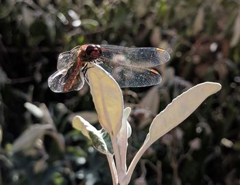 Close-up of insect on flower