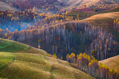 Trees in a valley