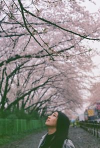 Close-up of man on cherry blossom tree