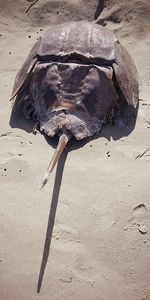 Close-up of lizard on sand at beach