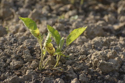 Close-up of plant