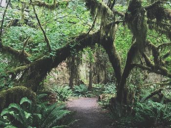 Trees in forest