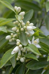 Close-up of white flowering plant