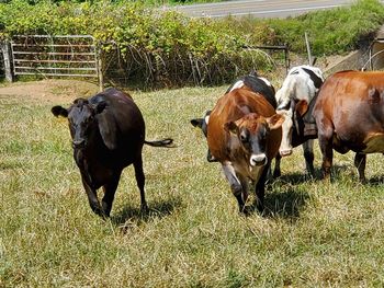 Cows in a field