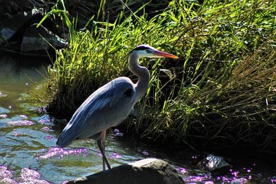 View of a bird perching on rock
