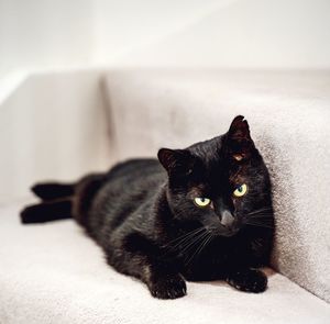 Close-up portrait of a cat