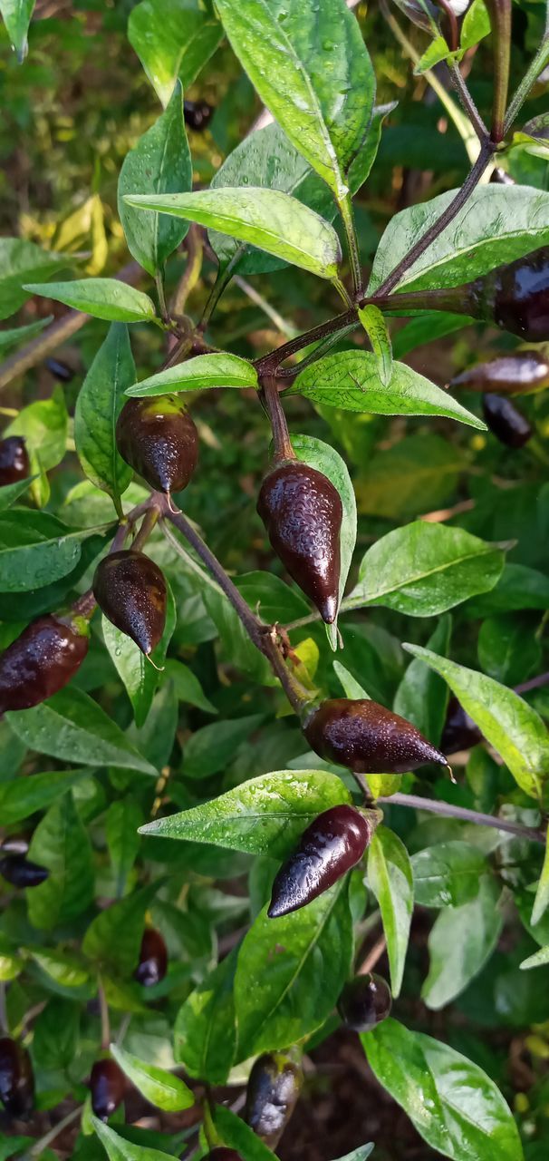 leaf, plant part, plant, tree, green, growth, nature, food and drink, food, flower, produce, healthy eating, fruit, no people, close-up, shrub, day, outdoors, freshness, beauty in nature, animal wildlife, land, wellbeing