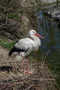 Side view of stork in lake