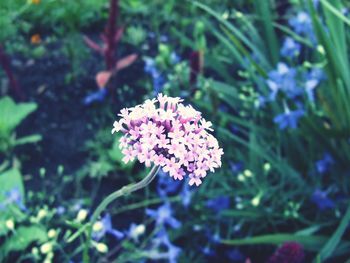 Close-up of pink flowers