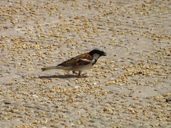 Close-up of bird on sand at beach