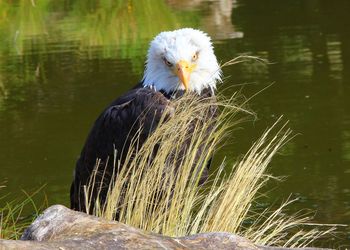 Close-up of bird perching on a lake