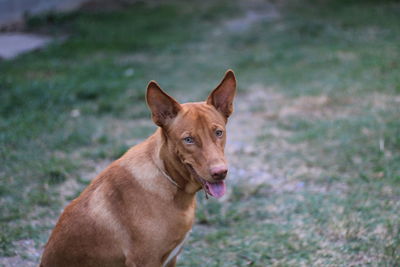 Portrait of a dog on field