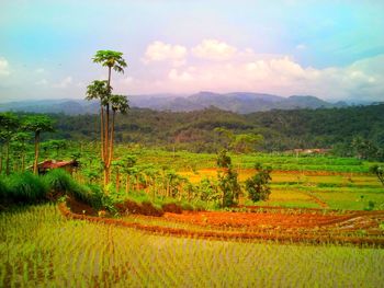 Scenic view of agricultural field against sky