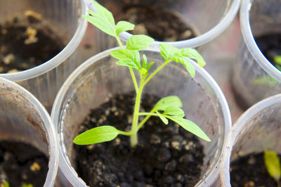 Close-up of tomato seedlings