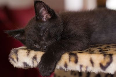 Close-up of kitten sleeping