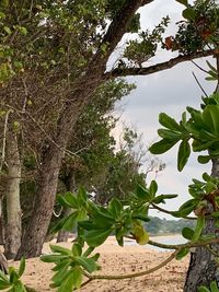 Plants growing on land against trees in forest