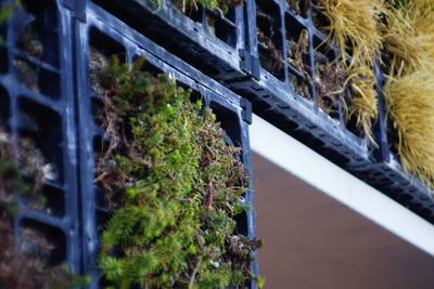 Plants growing on tree