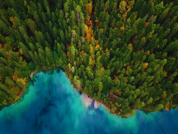 High angle view of trees by lake in forest