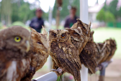A group of brown collared scops owl sitting together, with one owl looking into the camera