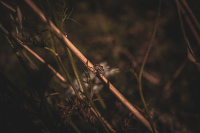 Close-up of insect on land