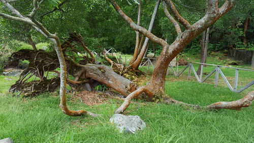 Close-up of tree branch