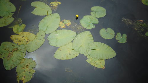 High angle view of leaves floating on water