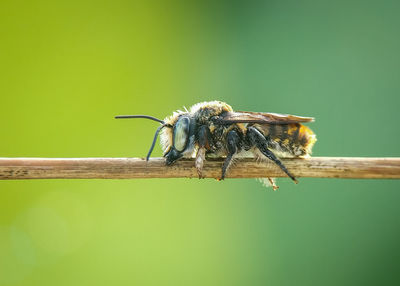 Close-up of insect on wood