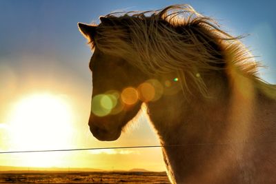 Close-up of horse against sky during sunset