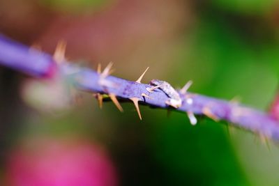 Close-up of insect on leaf