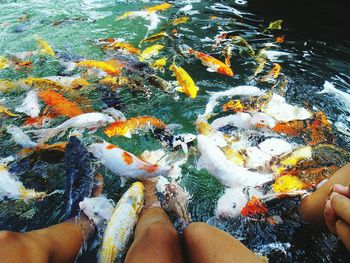 High angle view of person feeding fish in water