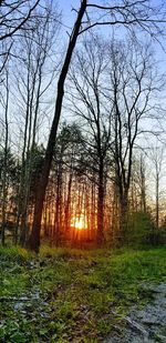 Trees on field against sky at sunset