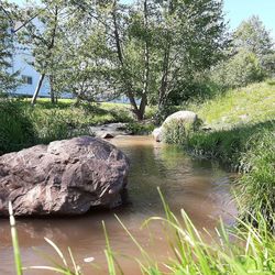 Plants growing on rocks by lake in forest