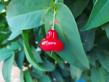 Close-up of strawberry hanging on plant