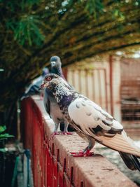 Bird perching on a railing