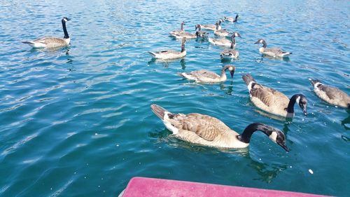 High angle view of canada geese swimming on lake