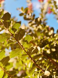 Low angle view of leaves against sky on sunny day