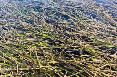 Full frame shot of dry grass