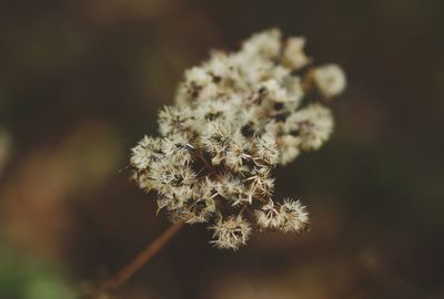 Close-up of snow on plant during winter